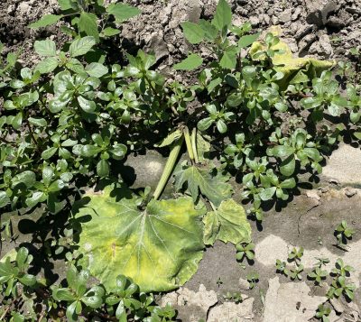 A diseased pumpkin plant has collapsed.