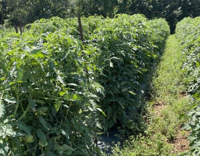 row of trellised tomatoes out in the field