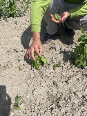 a person is holding a leaf of a basil plant that is starting to yellow