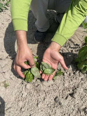 a person is holding a leaf of a basil plant that is starting to yellow. in their other hand they are showing the underside of the leaf with black spores