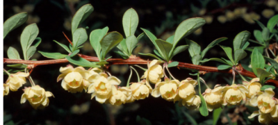 Yellow flowers of barberry.