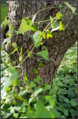 Mile-a-minute climbing habit (on tree)