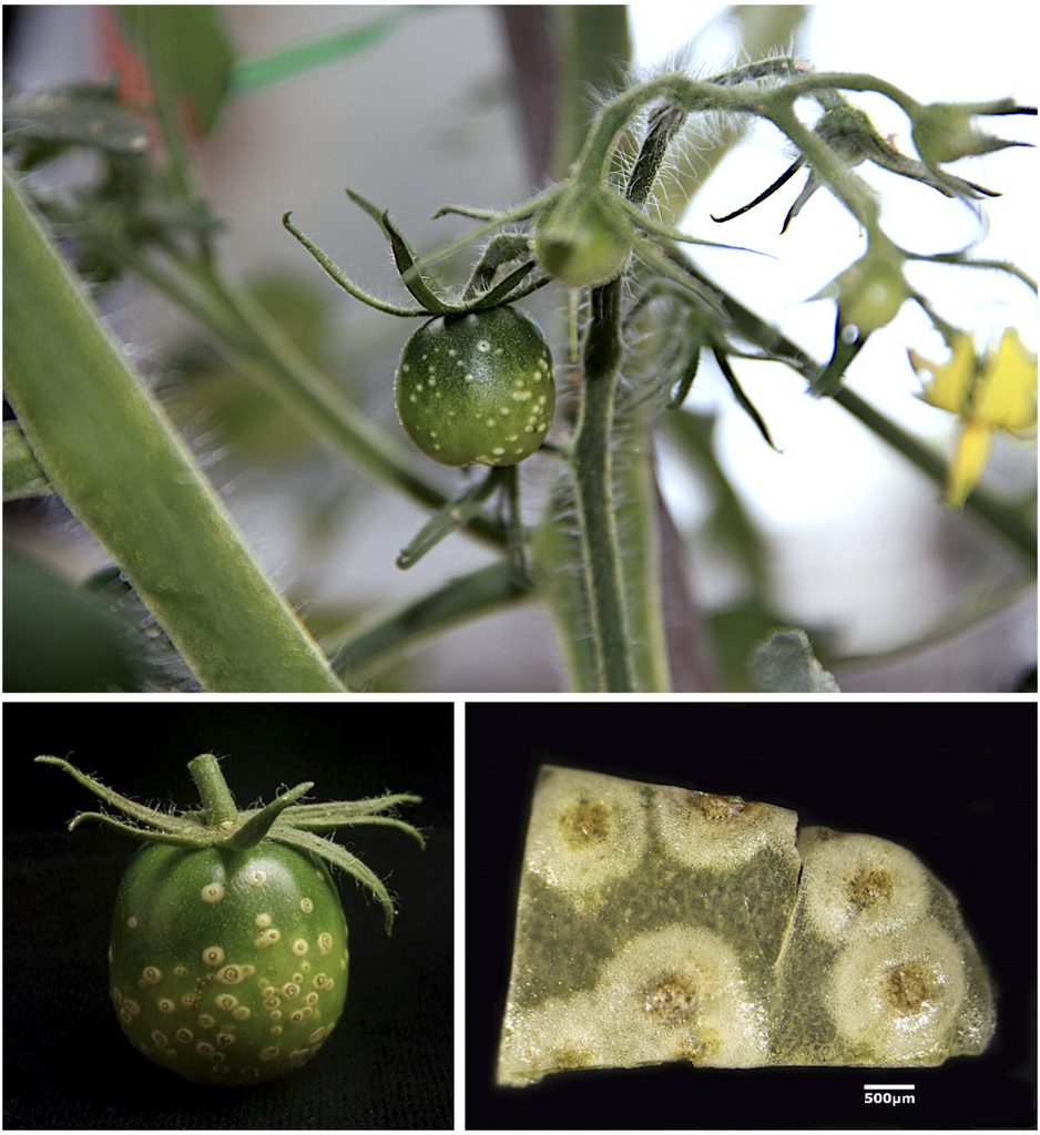 top image is green cherry tomato with raised bumps still on the branch. bottom left image is individual green tomato with raised white spots. bottom right image is an unclose view of those spots under a microscope.