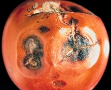 Soft, water soaked black spots on red tomato