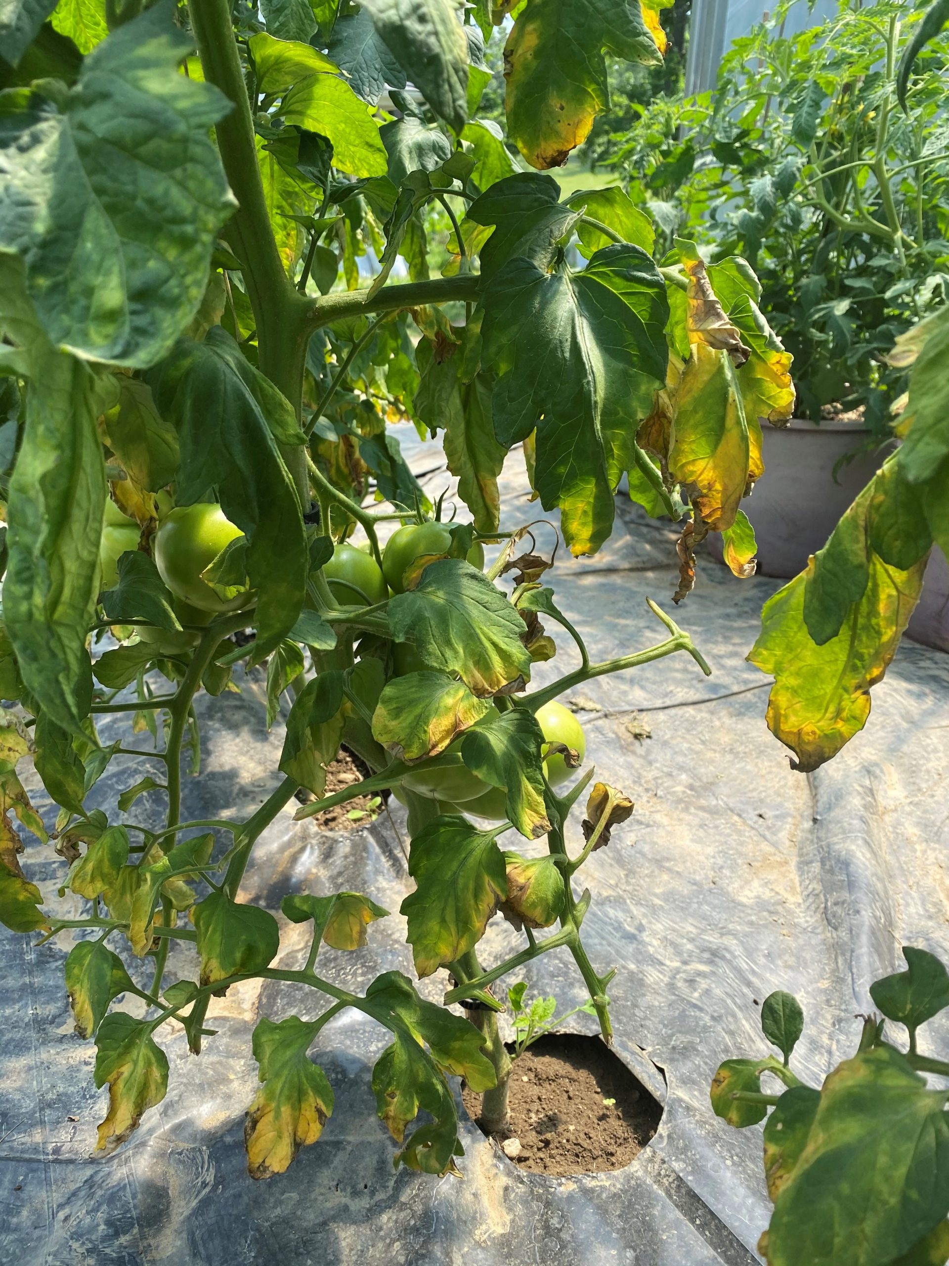 green leaves on a tomato plant are yellowing and turning brown at the tips.