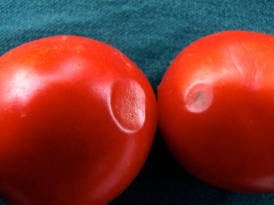 two red plum tomatoes with blue background. Each have a round, indented soft spot.