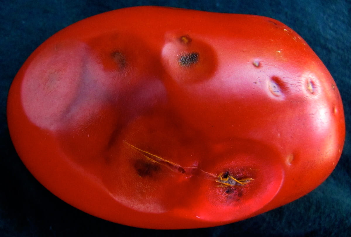 red tomato with six sunken spots that are darkening and blackening in the middle.