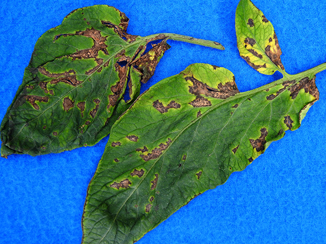 Two tomato leaves with brown spots with yellow halos.