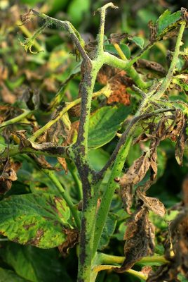 close up of a tomato plant's stem with brown spots that have merged into large sections of the stem turning brown.