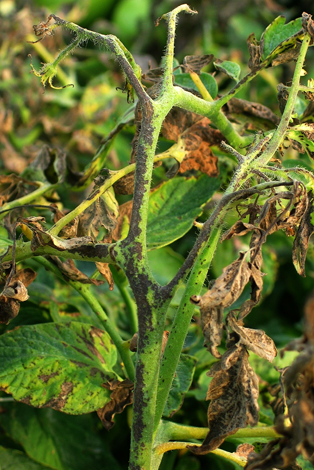 close up of a tomato plant's stem with brown spots that have merged into large sections of the stem turning brown.