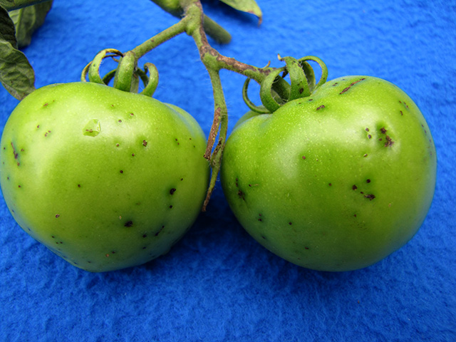 close up of a tomato leaf with brown spots, yellow areas, and brown edges.