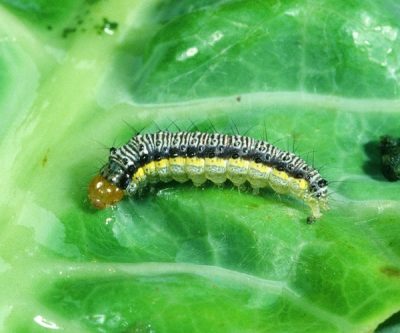 CSCW caterpillar on a green leaf. The caterpillar is light bluish-grey on top and green underneath, with numerous black bands across their backs and a yellow line down each side.