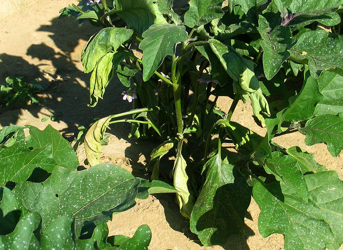eggplant plant with wilting leaves