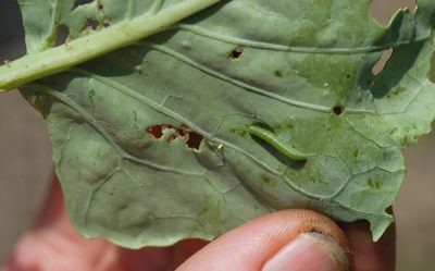ICW caterpillar on a green leaf. The caterpillar is a velvety green with a single yellow line down the center of the back and yellow spots or a broken yellow line along each side. 
