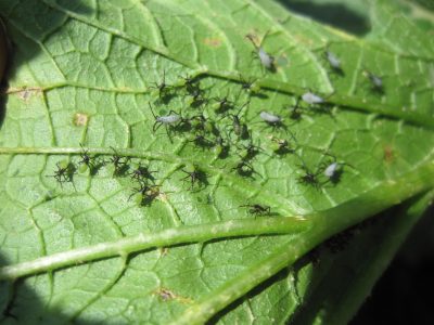 Young black and gray bugs on a green leaf.