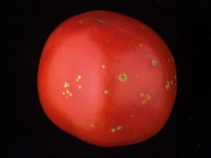 ripe red tomato with small yellow raised spots