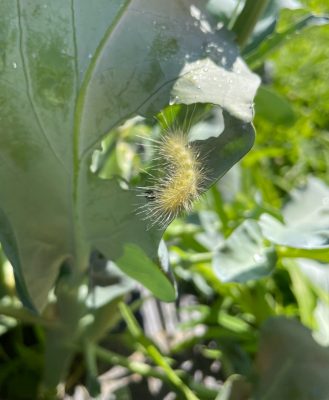 a fuzzy, light green caterpillar is on a leaf of a broccolini plant