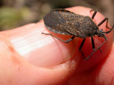 close up of brown bug on someone's hand.