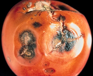 red tomato covered in sunken spots with dark black centers and the skin has broken over each spot. 