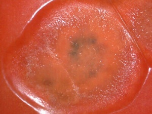 close up of the surface of a red tomato with a sunken spot that is turning black in the center
