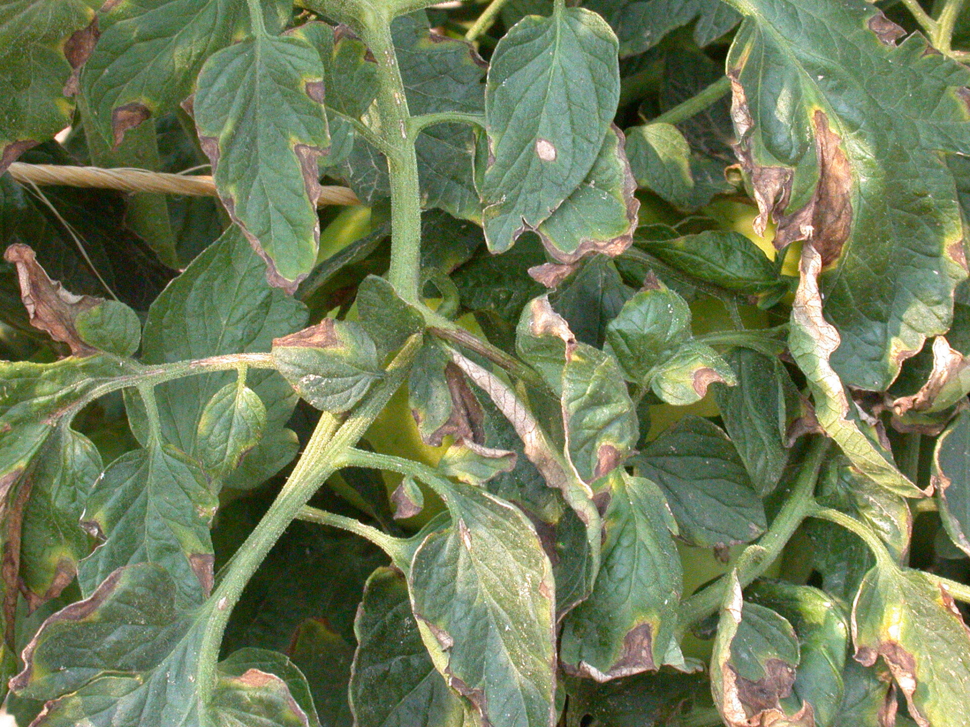 browning leaves on a tomato plant