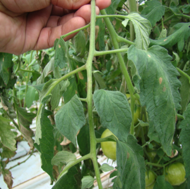 hand holding a tomato leaf attached to a plant. The top of the leaves have light streaking.