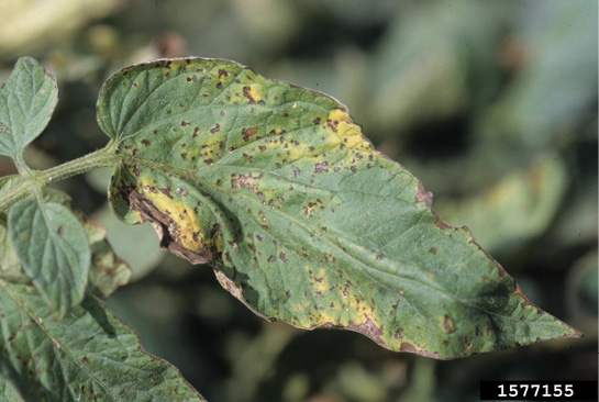 close up of a tomato leaf with lots of brown spots, yellowing, and brown edges.