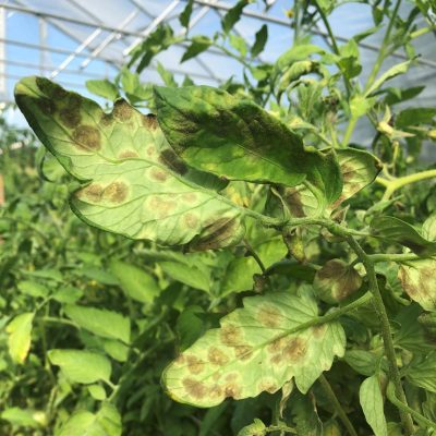 tomato leaves with brown spots on the leaves