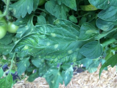 close up of the top of a green tomato leaf with light green spots