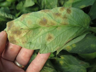 the underside of a tomato leaf with yellow and olive-green colored spots