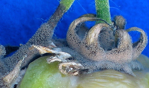 the calyx where the green tomato connects to the stem is covered in gray spores