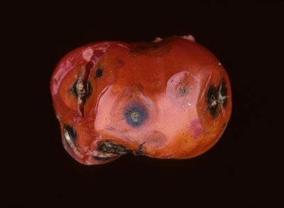 red tomato with a black backdrop. The tomato is covered with depressed or sunken spots with black concentric rings and some cracked skin through the middle of the  spots. 