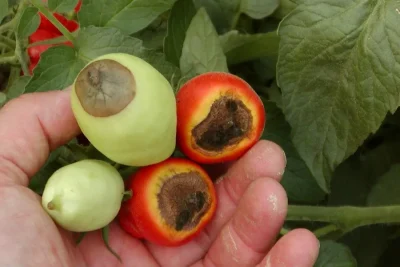 Hand holding a cluster of green and red tomatoes. On the blossom end side, three of the four have turned brown and decayed.