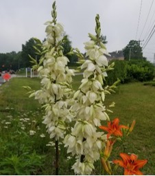 Aguja de Adan (Yucca filamentosa)