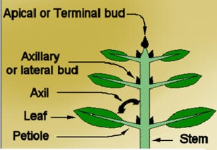 Apical or Terminal Bud
