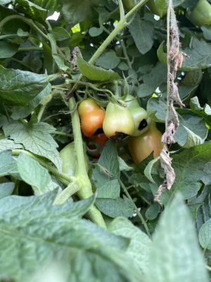 Cluster of unripe sauce tomatoes on the vine with rotting bottoms.