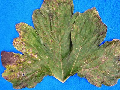 a squash leaf with small brown spots, yellowing around the edges, and coalesced spots into larger brown spots