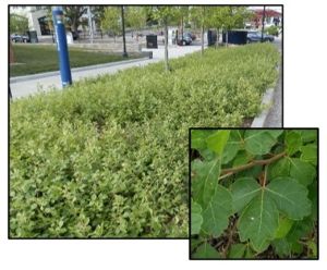 Zumaque Fragante (Rhus aromatica ‘Gro-Low’)