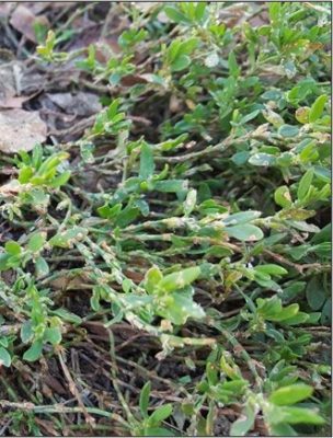 HIERBA DE NUDO POSTRADA (POLYGONUM AVICULARE)