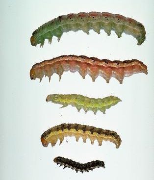 Five TFW lined up to show color variation. They range in colors from green to yellow to brown and almost black.