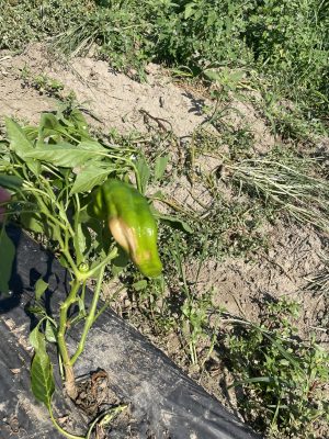 pepper plant with narrow foliage and an exposed green pepper with a bleached spot on its skin.