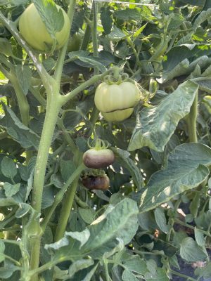 tomato plant with four green tomatoes. Each tomato has blackening on the blossom side of the fruit, some so much that most of the fruit is black.
