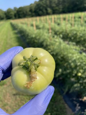 A hand holding a green tomato with a green caterpillar near the calyx chewing a hole through the top.