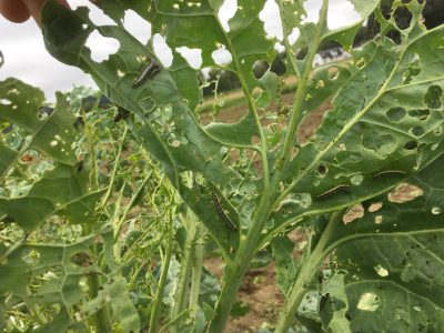 close up of underside of Brussels sprout leaves with several caterpillars and lots of holes