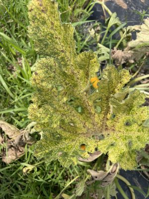 top of large squash leaf that has turned yellow with brown spots