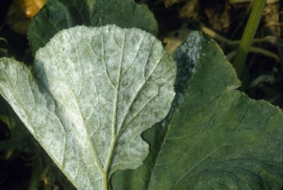 The underside of a large green leaf covered in white splotches. 