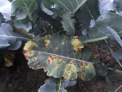 a broccoli leaf with yellow and brown spots on it