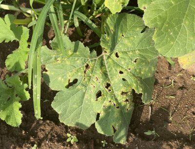 a green squash leaf with shot holes and brown and yellow spots 