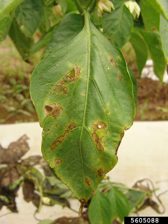 Pepper leaf with elongated brown spots