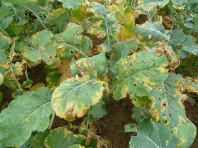 turnip leaves with yellow and brown spots 